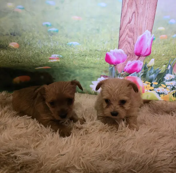 Puppy at CJ's Kennels, photo 8