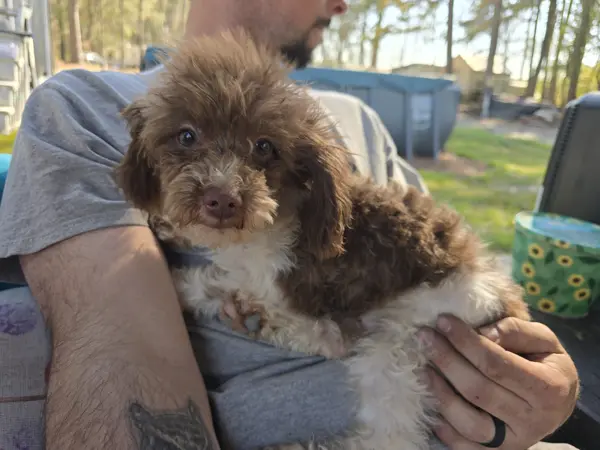 Puppy at CJ's Kennels, photo 9