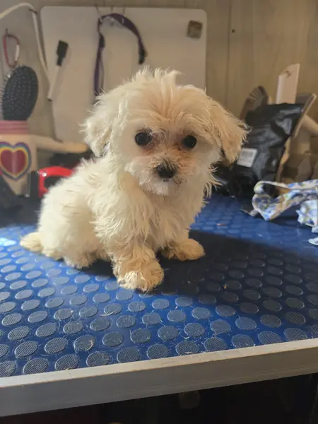 Puppy at CJ's Kennels, photo 11