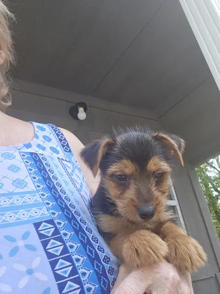 Puppy at CJ's Kennels, photo 13