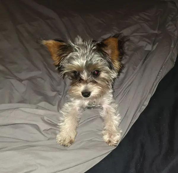 Puppy at CJ's Kennels, photo 17
