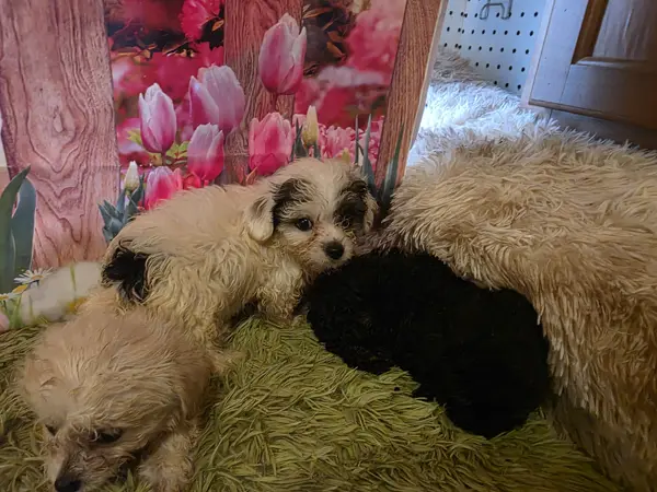 Puppy at CJ's Kennels, photo 18