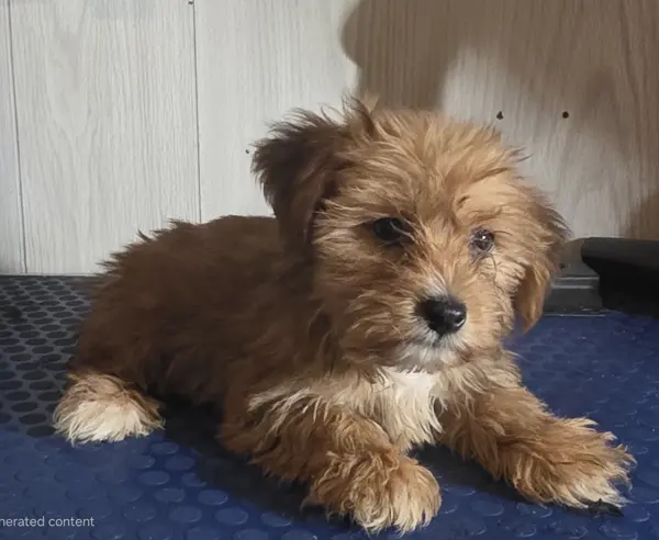 Puppy at CJ's Kennels, photo 26