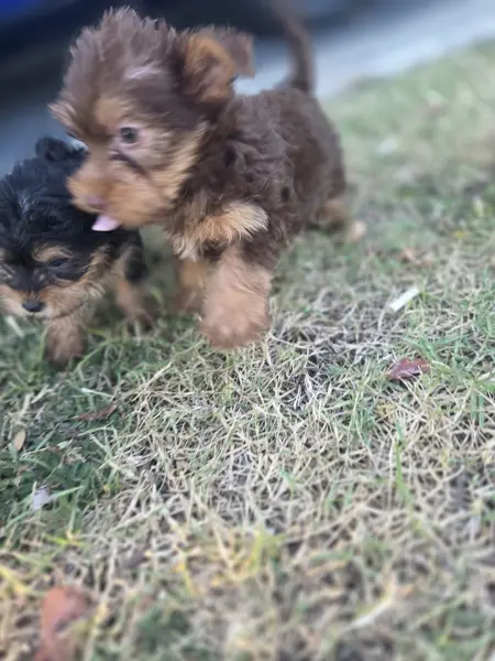 Puppy at CJ's Kennels, photo 32