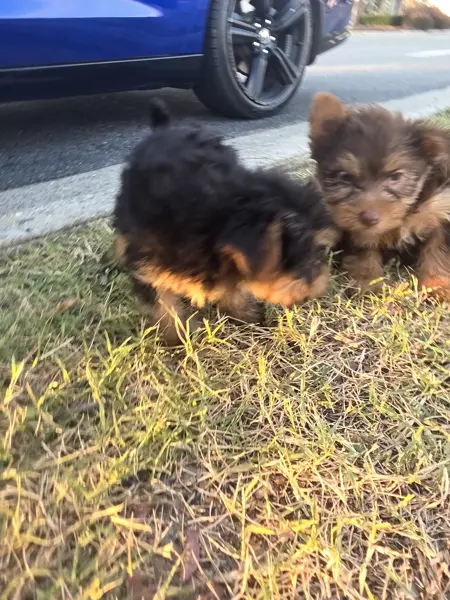 Puppy at CJ's Kennels, photo 34