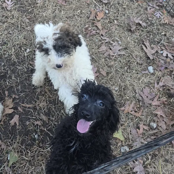 Puppy at CJ's Kennels, photo 35