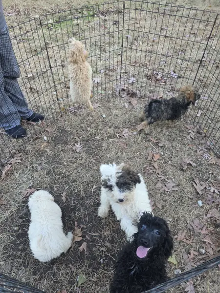 Puppy at CJ's Kennels, photo 36