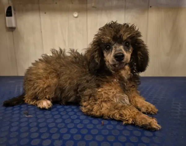 Puppy at CJ's Kennels, photo 37