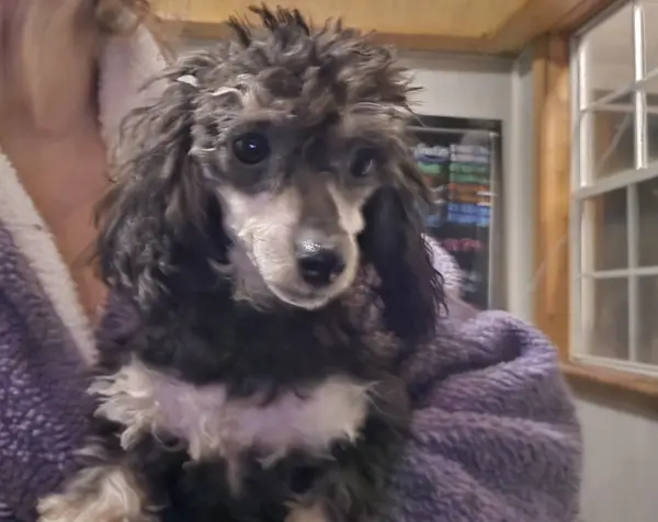 Puppy at CJ's Kennels, photo 38