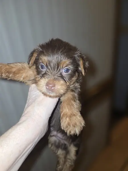 Puppy at CJ's Kennels, photo 40
