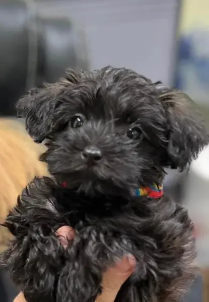 Puppy at CJ's Kennels, photo 43
