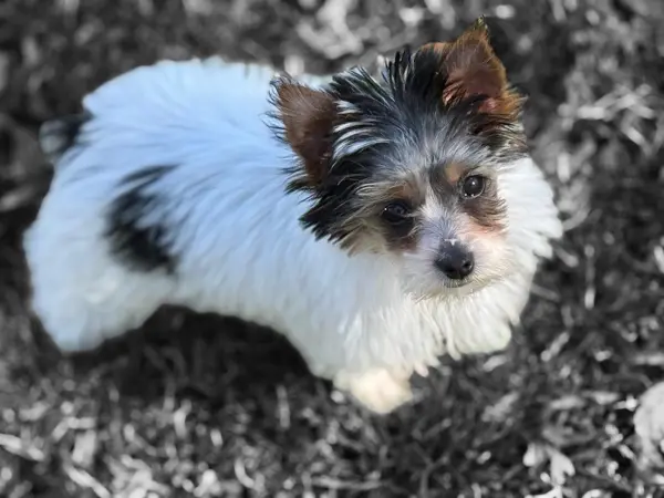 Puppy at CJ's Kennels, photo 44